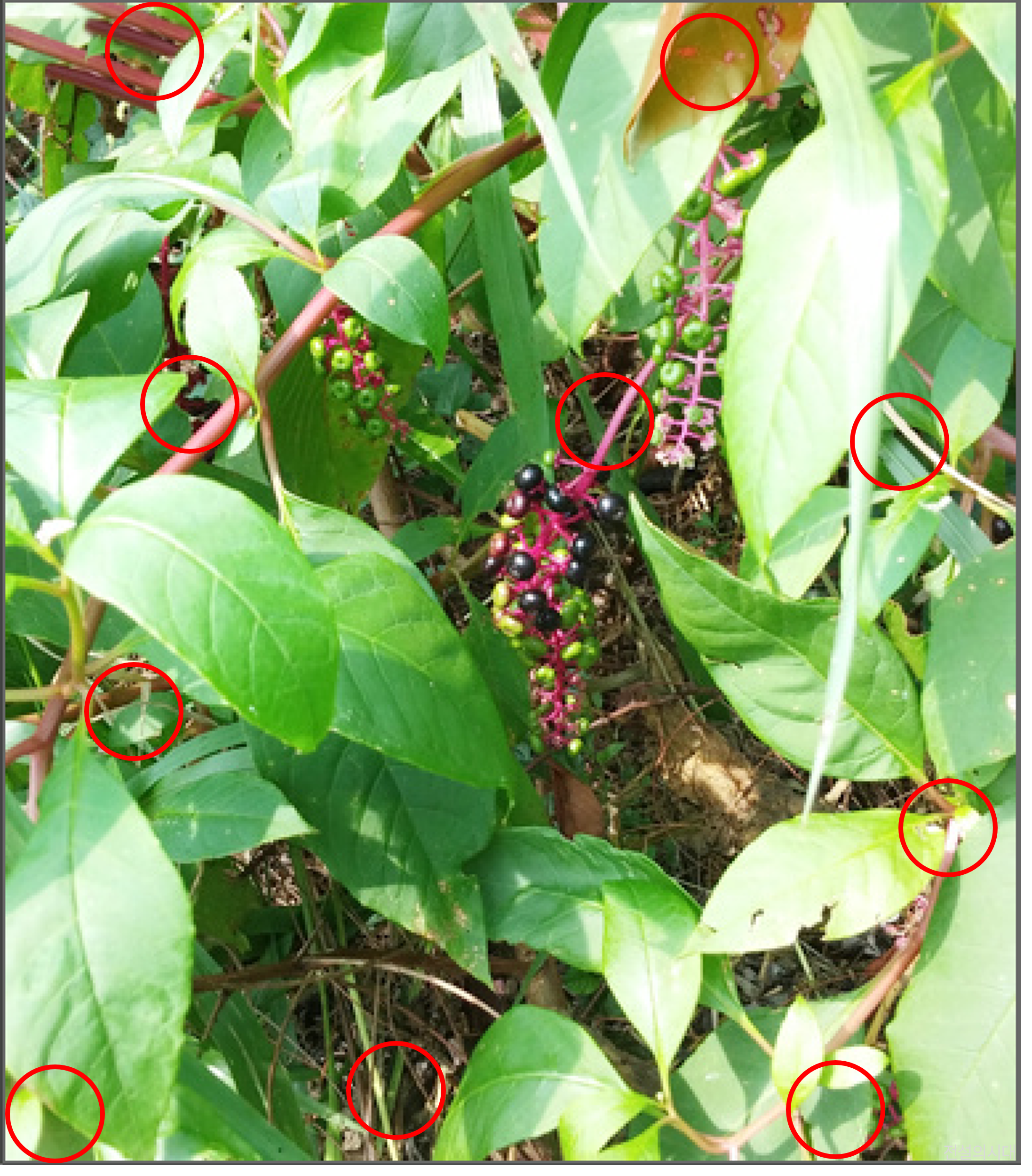 [크아][히든캐치][오락실 족보][푸딩초코] 스테이지 54