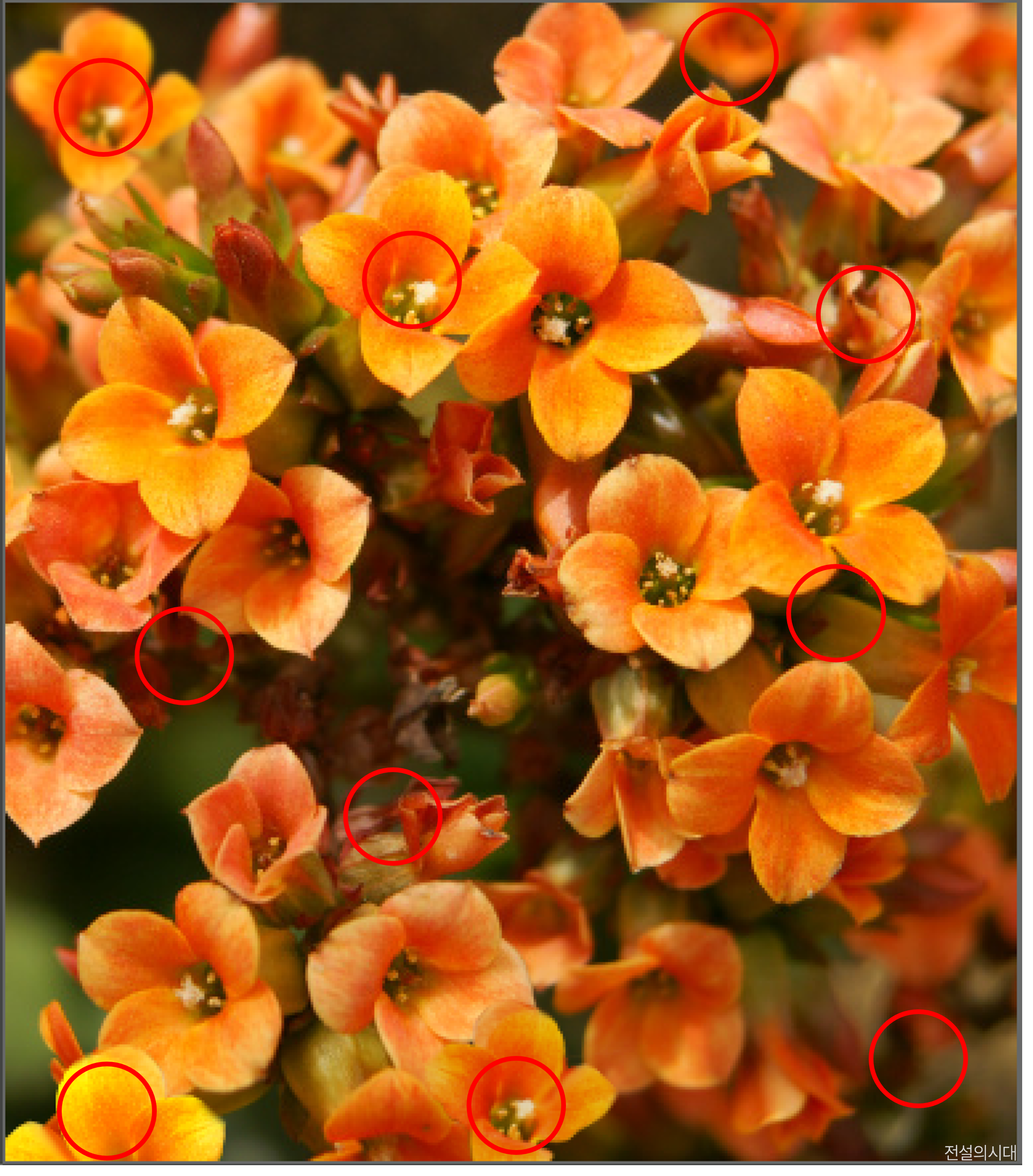 [크아][히든캐치][오락실 족보][포레스트] 스테이지 92