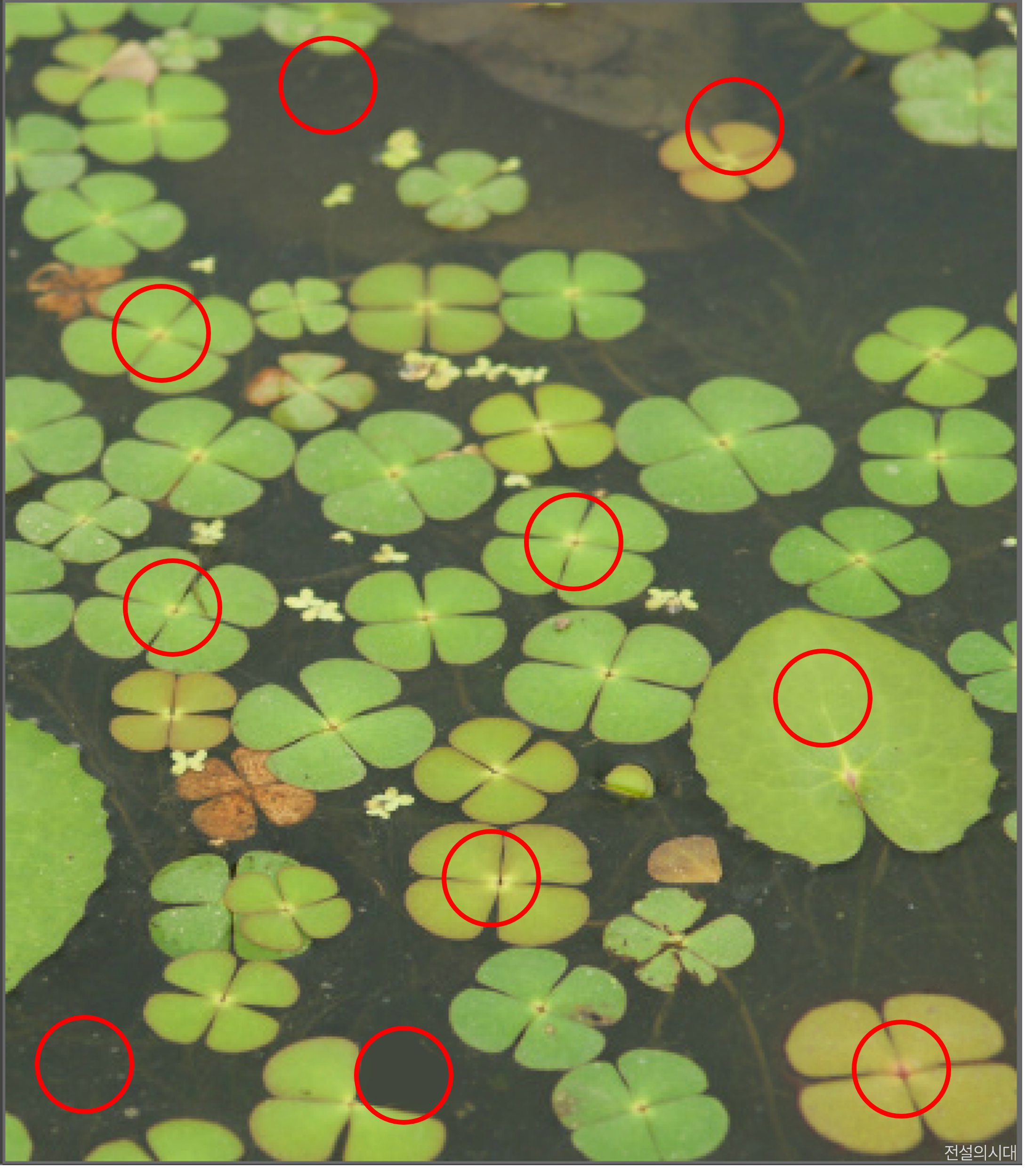 [크아][히든캐치][오락실 족보][포레스트] 스테이지 98